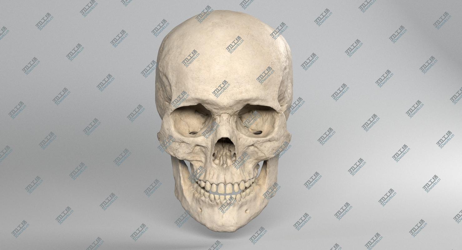images/goods_img/2021040232/3D model Skull/3.jpg